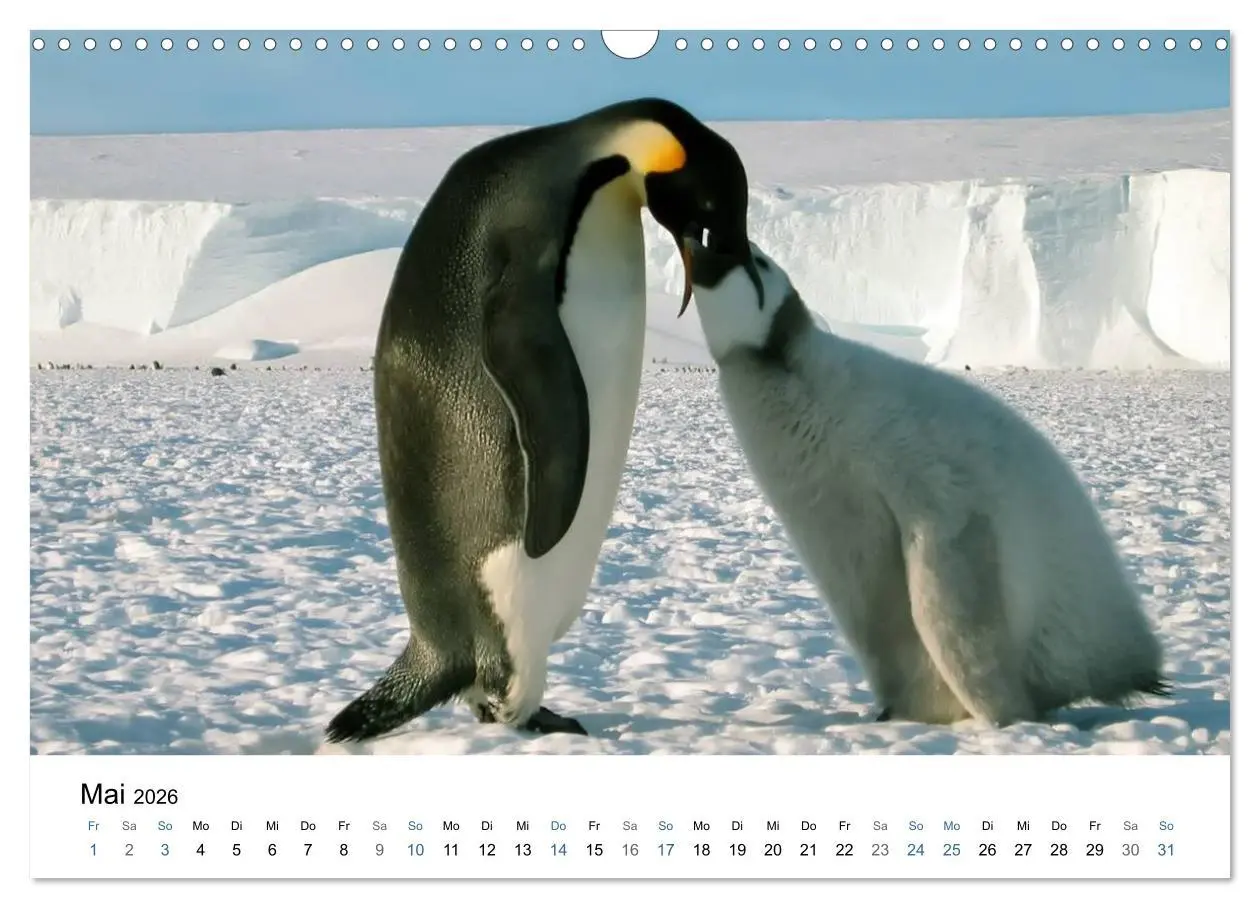 Bild: 9783516235050 | Antarktis (Wandkalender 2026 DIN A3 quer), CALVENDO Monatskalender