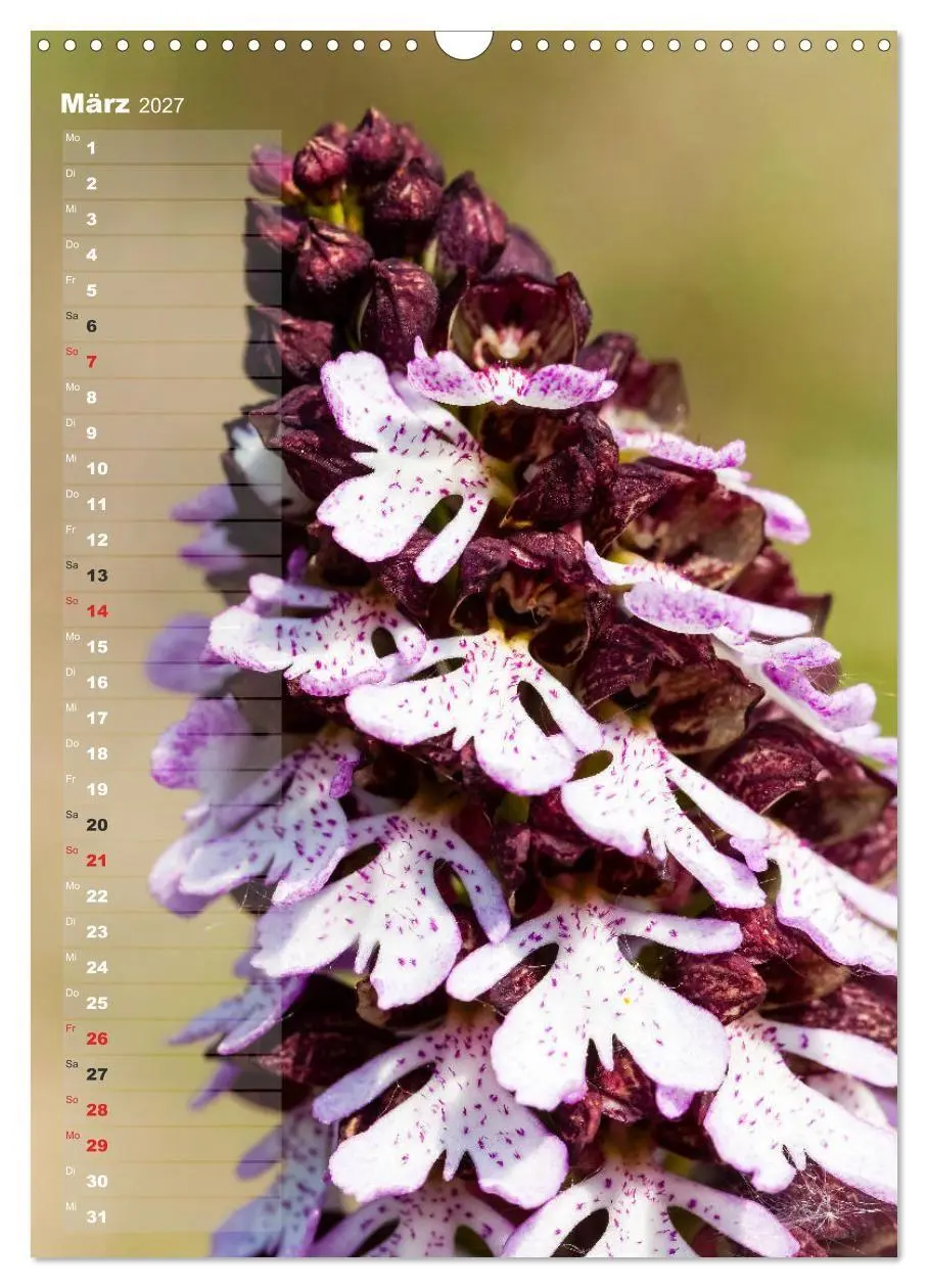 Bild: 9783569565050 | Auf der Suche nach Orchideen in Deutschland (Wandkalender 2027 DIN...