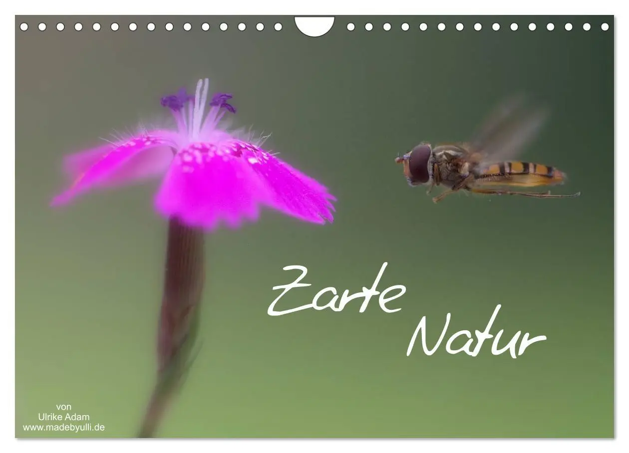 Cover: 9783516215250 | Zarte Natur 2026 (Wandkalender 2026 DIN A4 quer), CALVENDO...