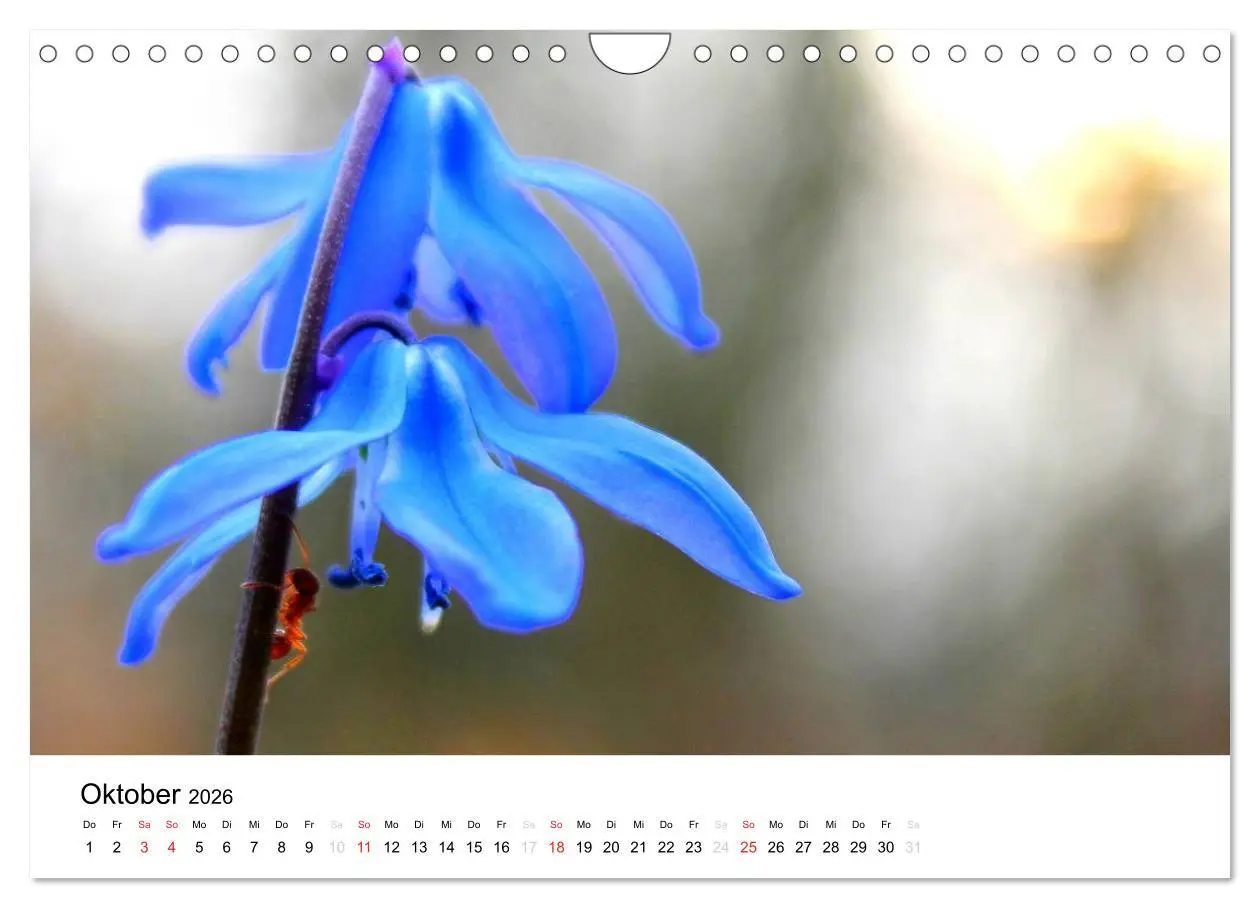 Bild: 9783516215250 | Zarte Natur 2026 (Wandkalender 2026 DIN A4 quer), CALVENDO...
