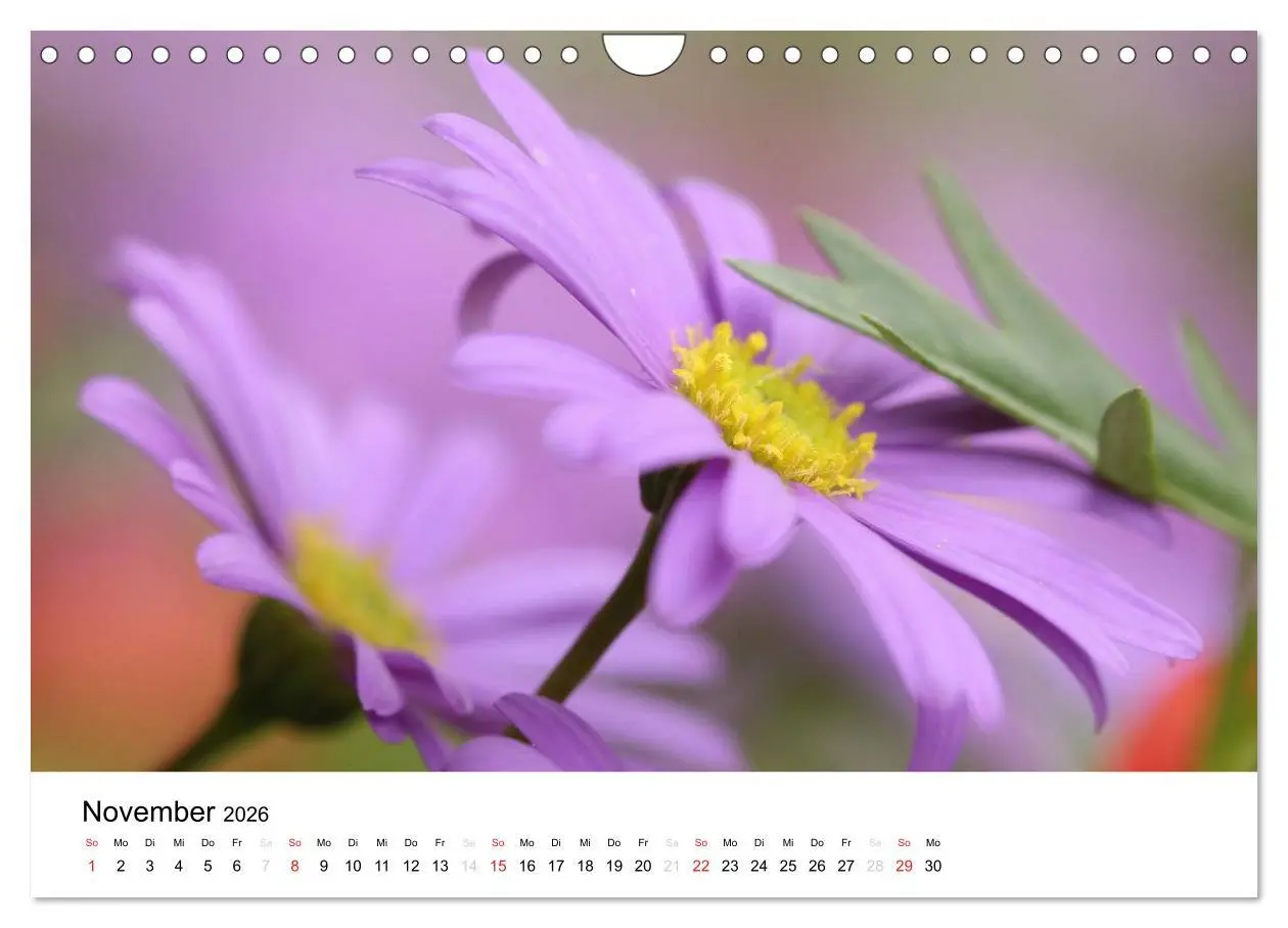 Bild: 9783516215250 | Zarte Natur 2026 (Wandkalender 2026 DIN A4 quer), CALVENDO...
