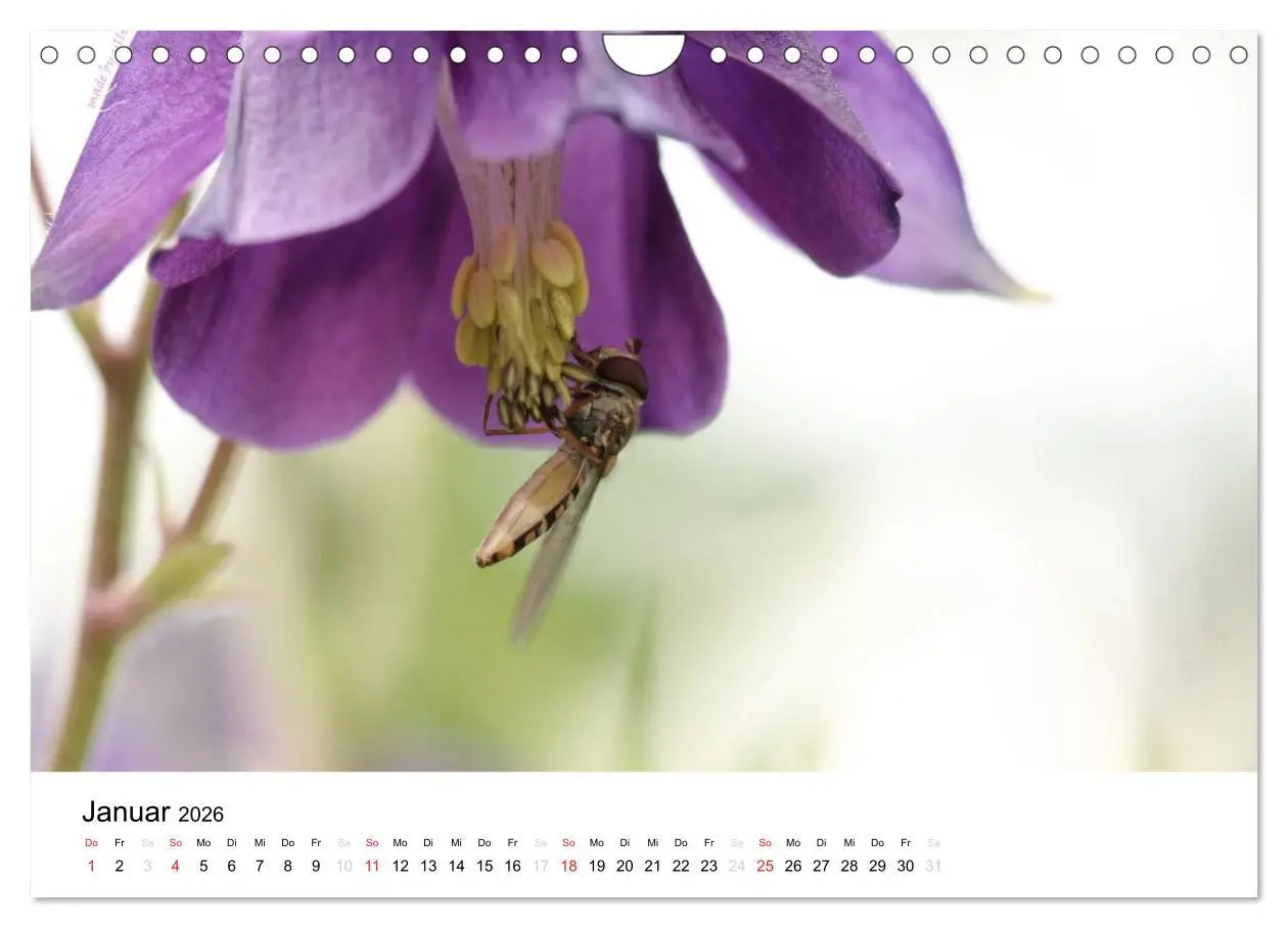 Bild: 9783516215250 | Zarte Natur 2026 (Wandkalender 2026 DIN A4 quer), CALVENDO...