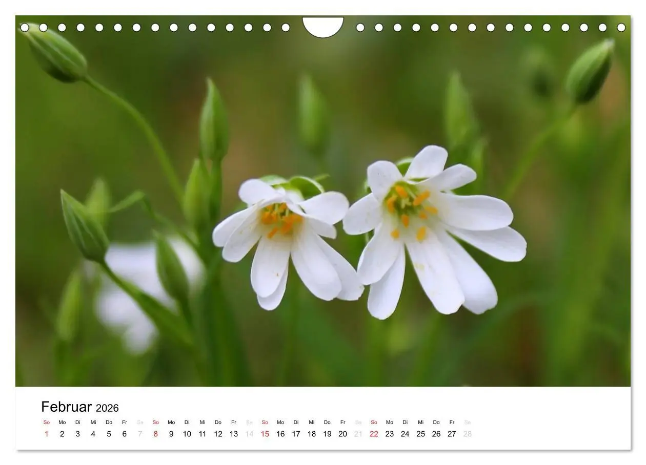 Bild: 9783516215250 | Zarte Natur 2026 (Wandkalender 2026 DIN A4 quer), CALVENDO...