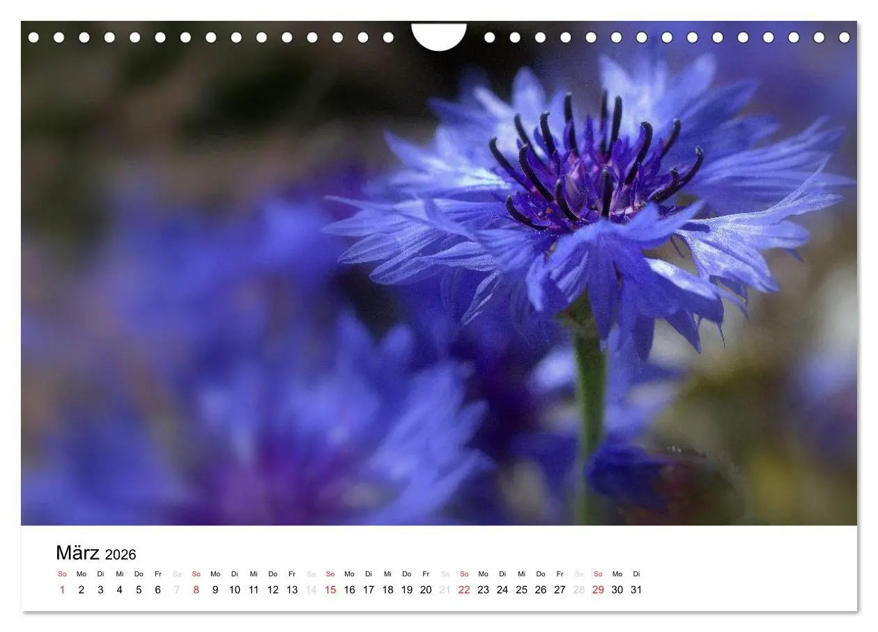 Bild: 9783516215250 | Zarte Natur 2026 (Wandkalender 2026 DIN A4 quer), CALVENDO...