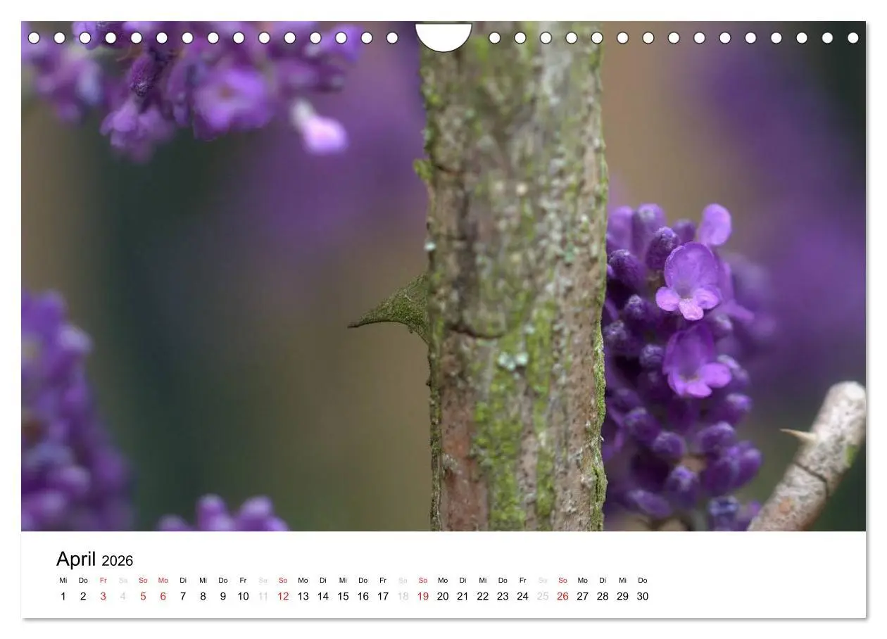 Bild: 9783516215250 | Zarte Natur 2026 (Wandkalender 2026 DIN A4 quer), CALVENDO...