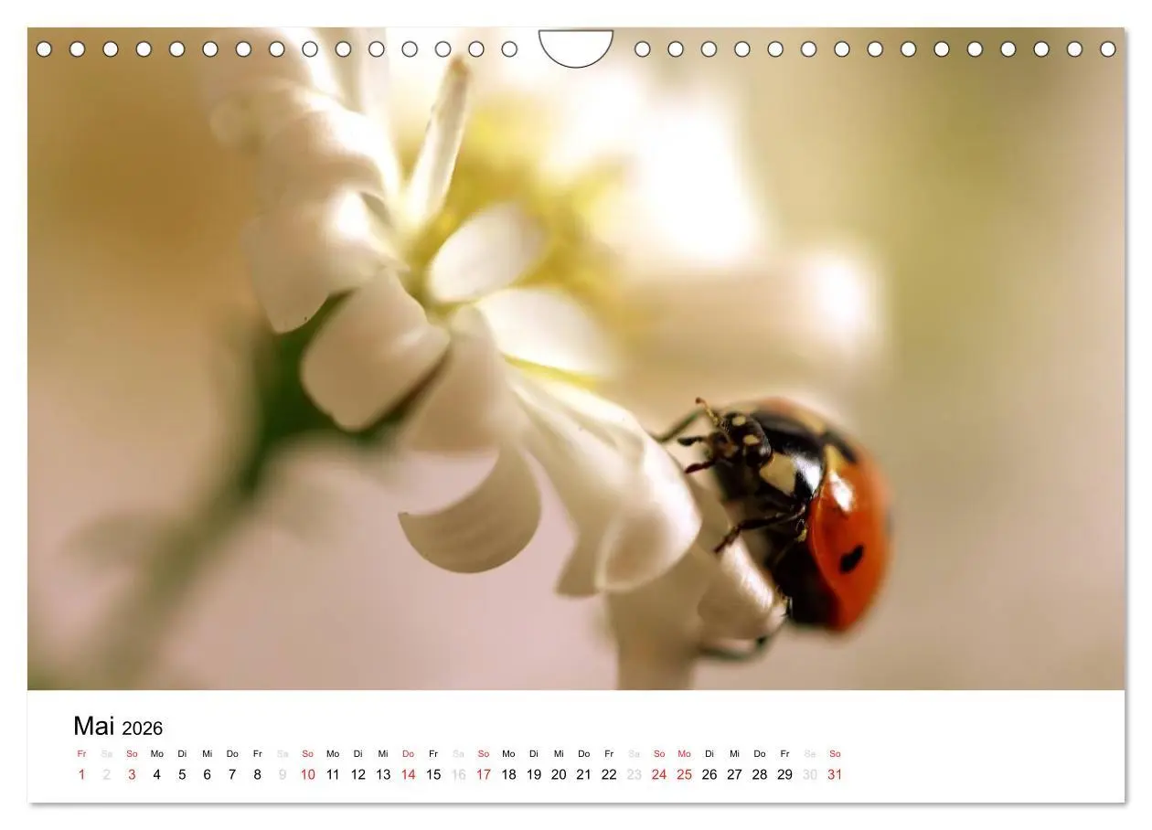 Bild: 9783516215250 | Zarte Natur 2026 (Wandkalender 2026 DIN A4 quer), CALVENDO...