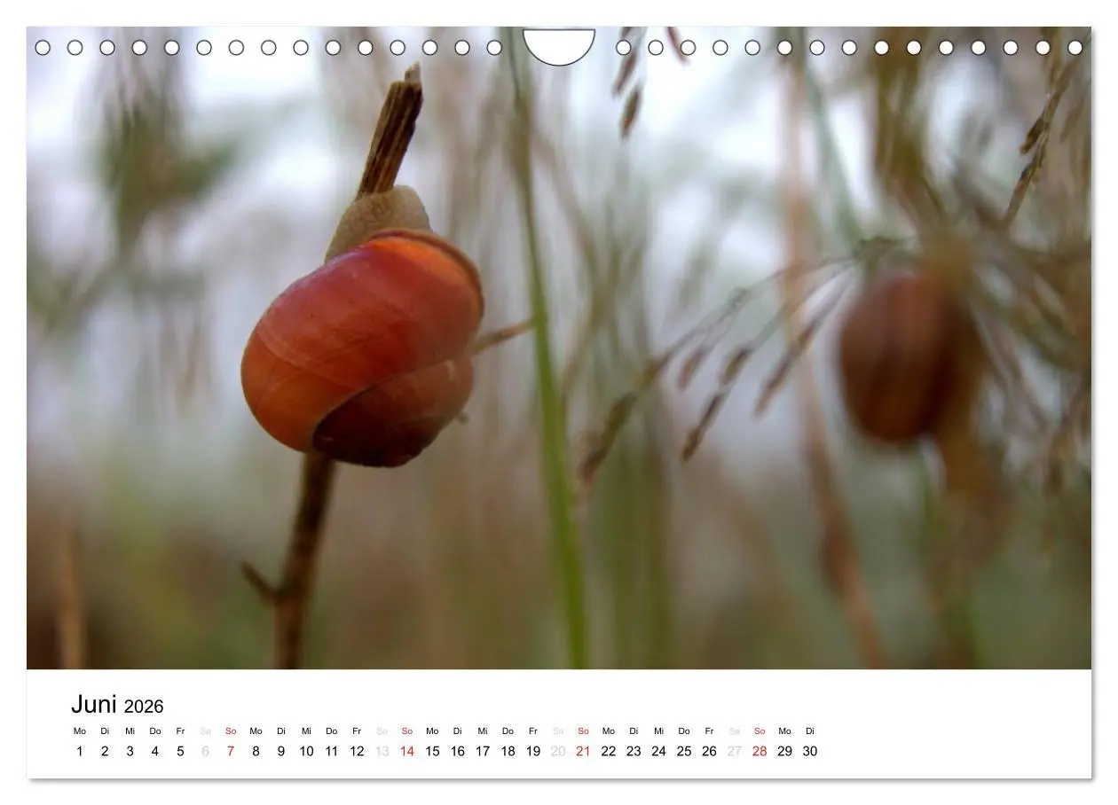 Bild: 9783516215250 | Zarte Natur 2026 (Wandkalender 2026 DIN A4 quer), CALVENDO...