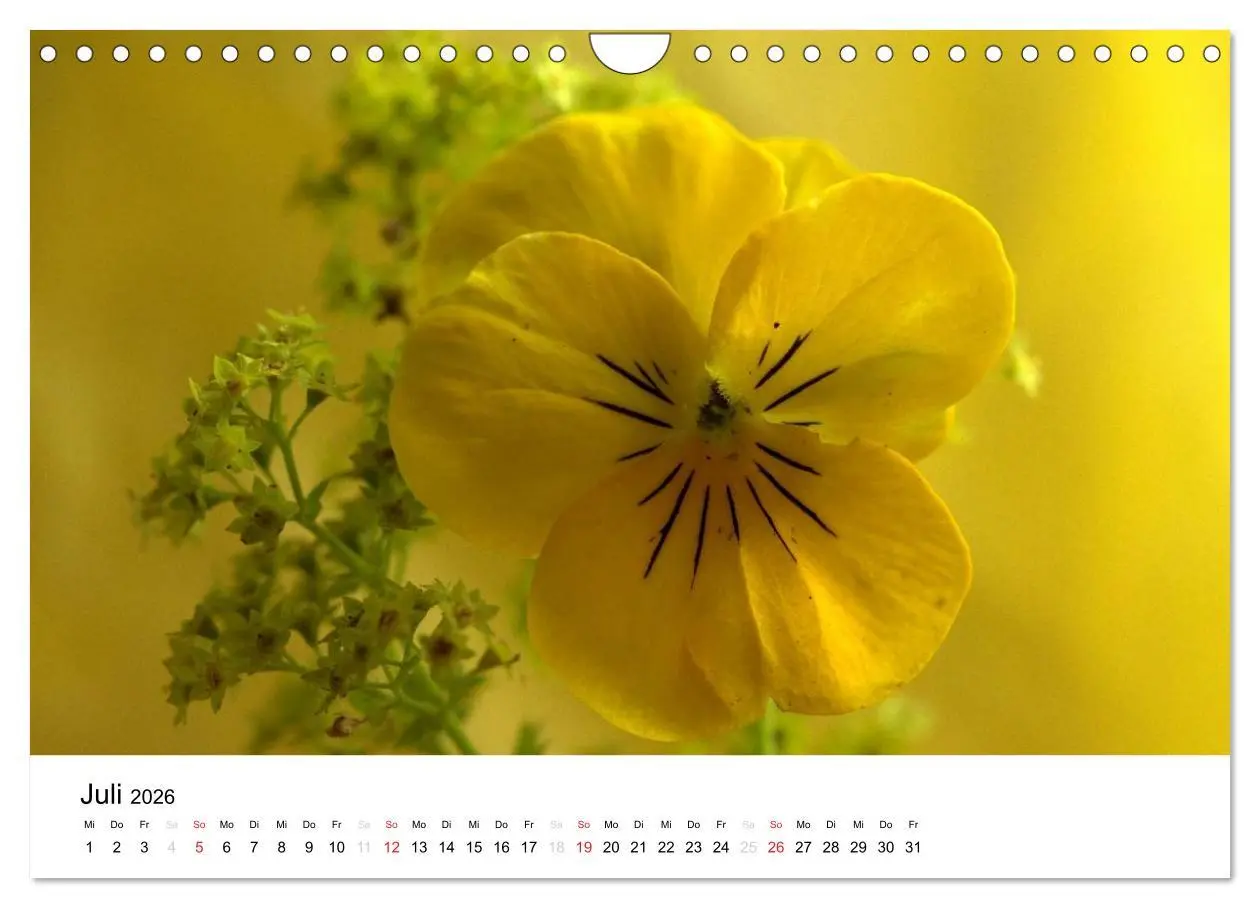 Bild: 9783516215250 | Zarte Natur 2026 (Wandkalender 2026 DIN A4 quer), CALVENDO...