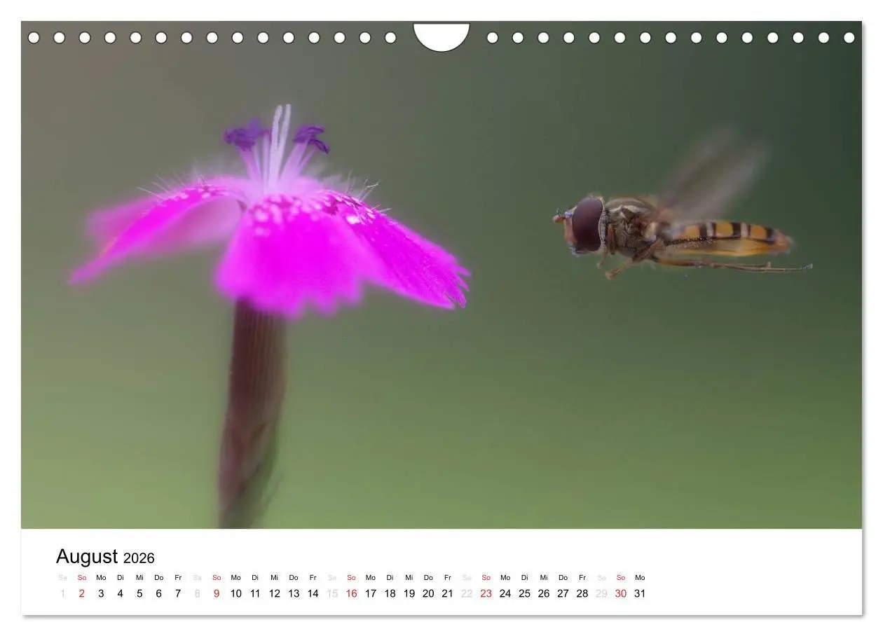 Bild: 9783516215250 | Zarte Natur 2026 (Wandkalender 2026 DIN A4 quer), CALVENDO...