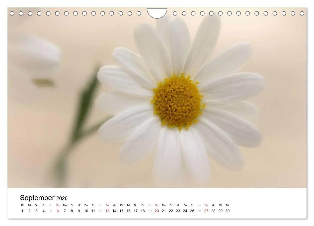 Bild: 9783516215250 | Zarte Natur 2026 (Wandkalender 2026 DIN A4 quer), CALVENDO...