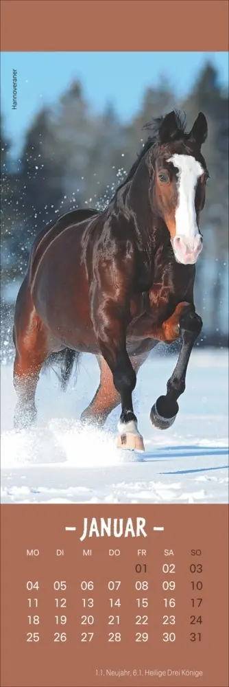 Bild: 9783756415250 | Pferde Lesezeichen &amp; Kalender 2027 | Sabine Stuewer | Kalender | 13 S.