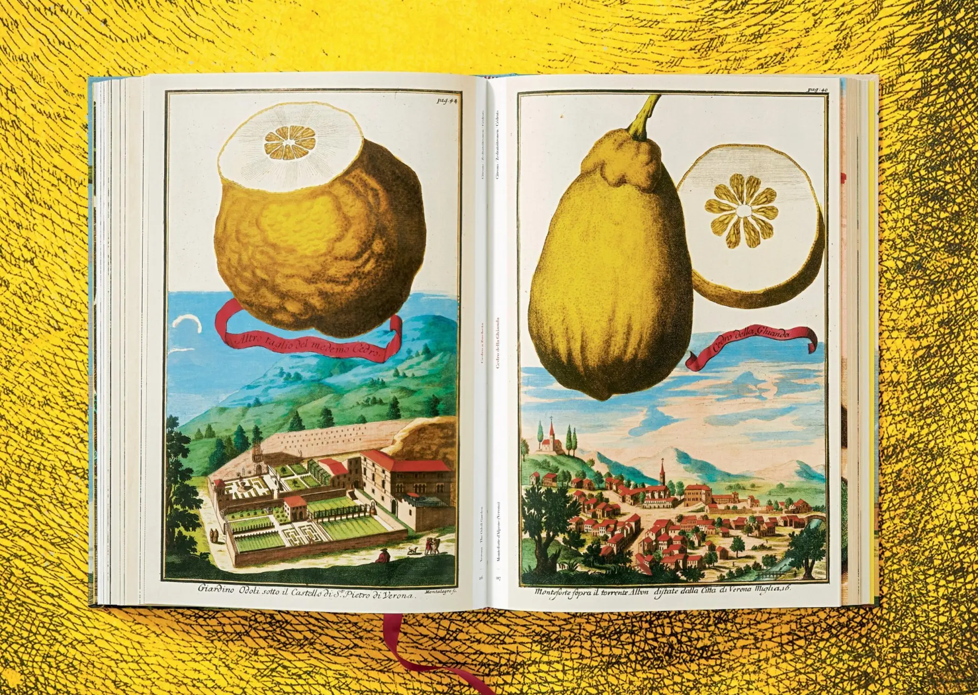 Bild: 9783836535250 | J. C. Volkamer. The Book of Citrus Fruits | Collector's Edition | Buch