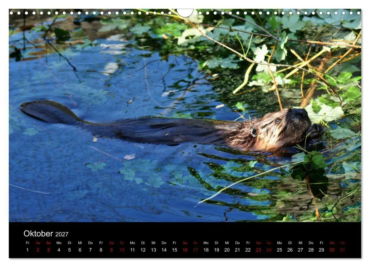 Bild: 9783569835450 | Das Leben der Biber (Wandkalender 2027 DIN A3 quer), CALVENDO...