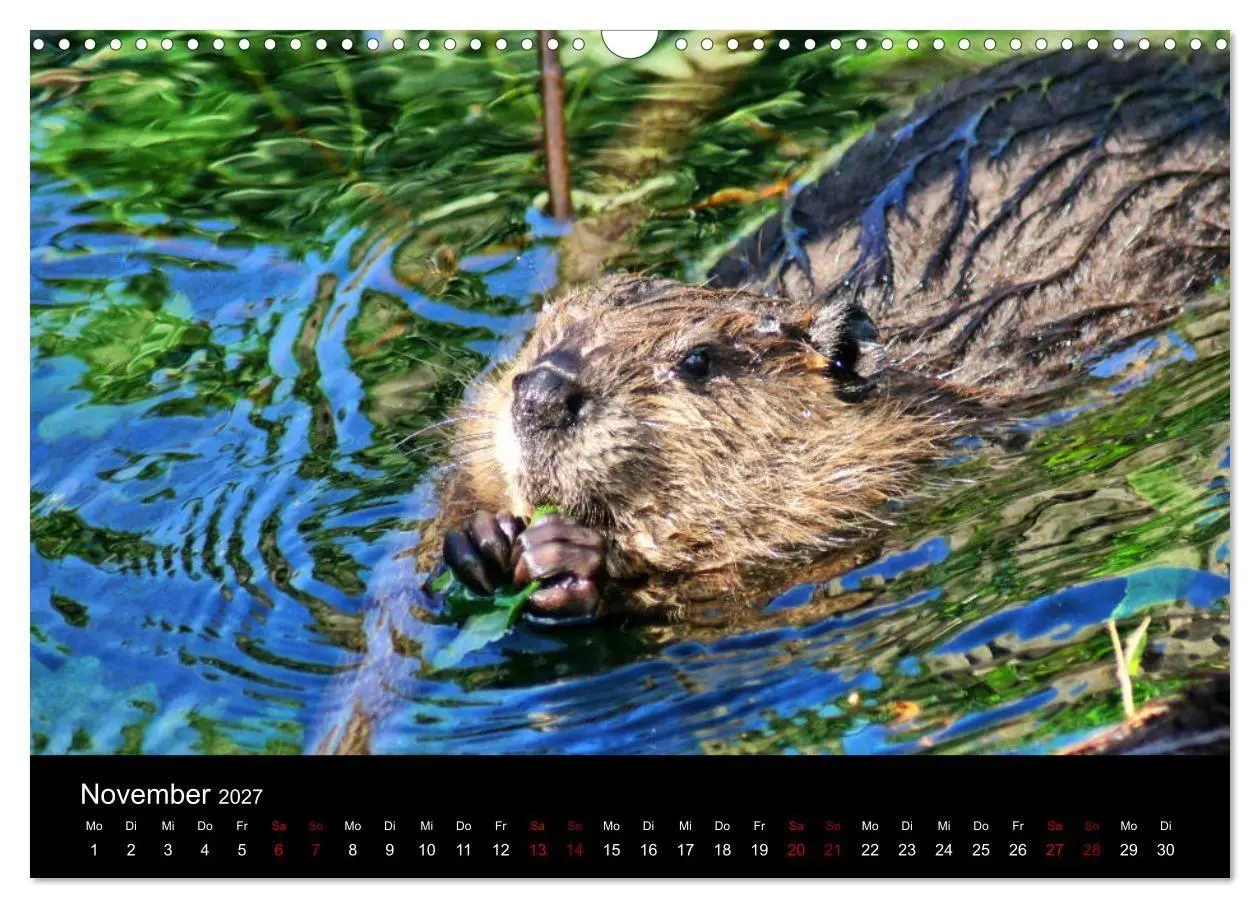 Bild: 9783569835450 | Das Leben der Biber (Wandkalender 2027 DIN A3 quer), CALVENDO...