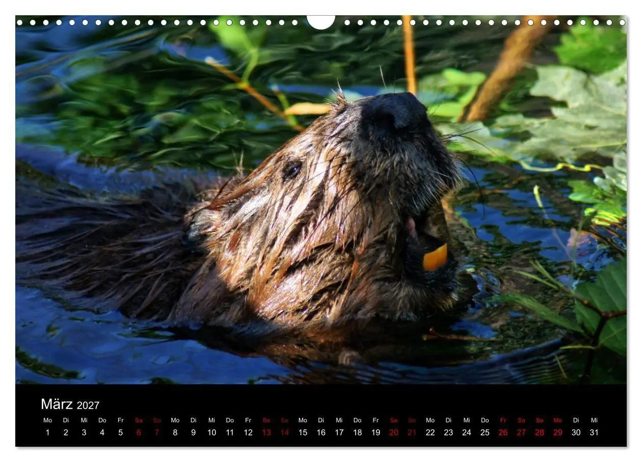 Bild: 9783569835450 | Das Leben der Biber (Wandkalender 2027 DIN A3 quer), CALVENDO...