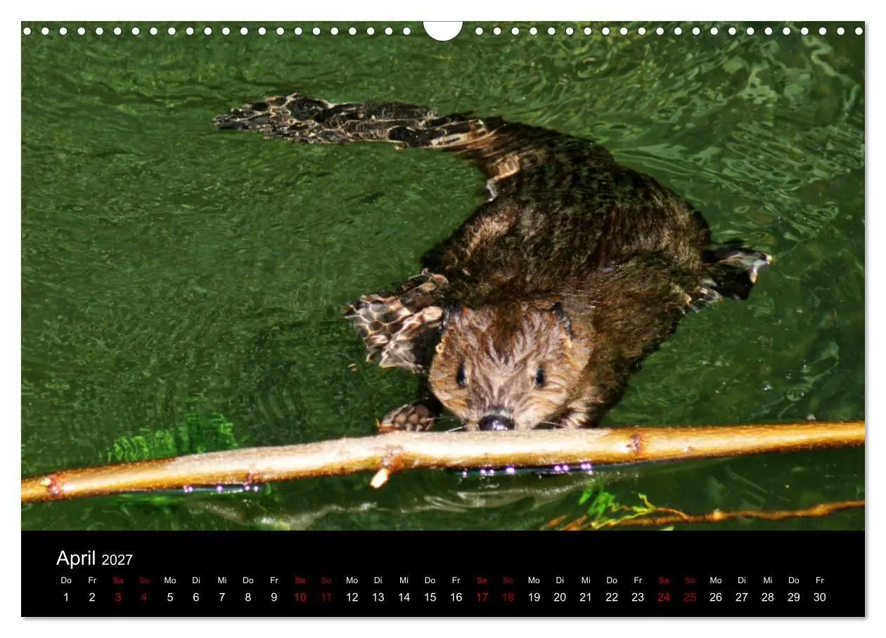 Bild: 9783569835450 | Das Leben der Biber (Wandkalender 2027 DIN A3 quer), CALVENDO...