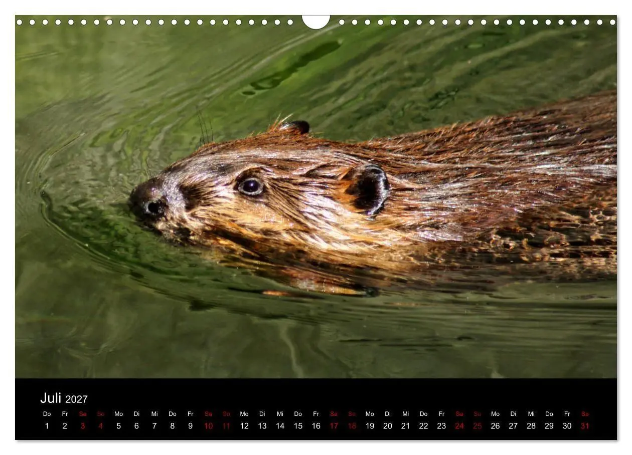 Bild: 9783569835450 | Das Leben der Biber (Wandkalender 2027 DIN A3 quer), CALVENDO...