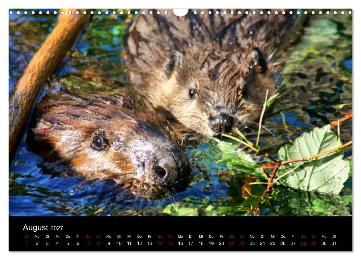 Bild: 9783569835450 | Das Leben der Biber (Wandkalender 2027 DIN A3 quer), CALVENDO...