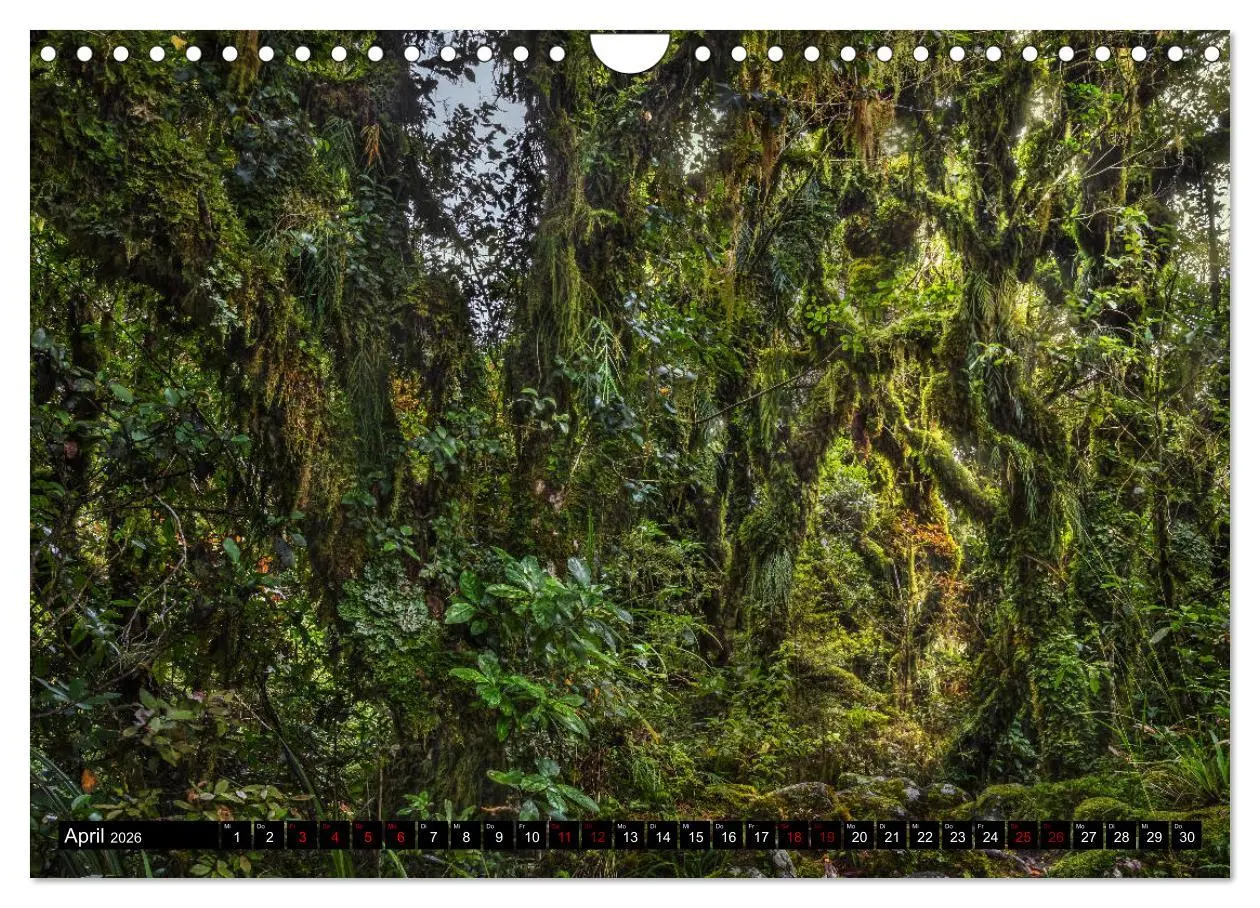 Bild: 9783457885550 | Trauminseln Neuseeland (Wandkalender 2026 DIN A4 quer), CALVENDO...