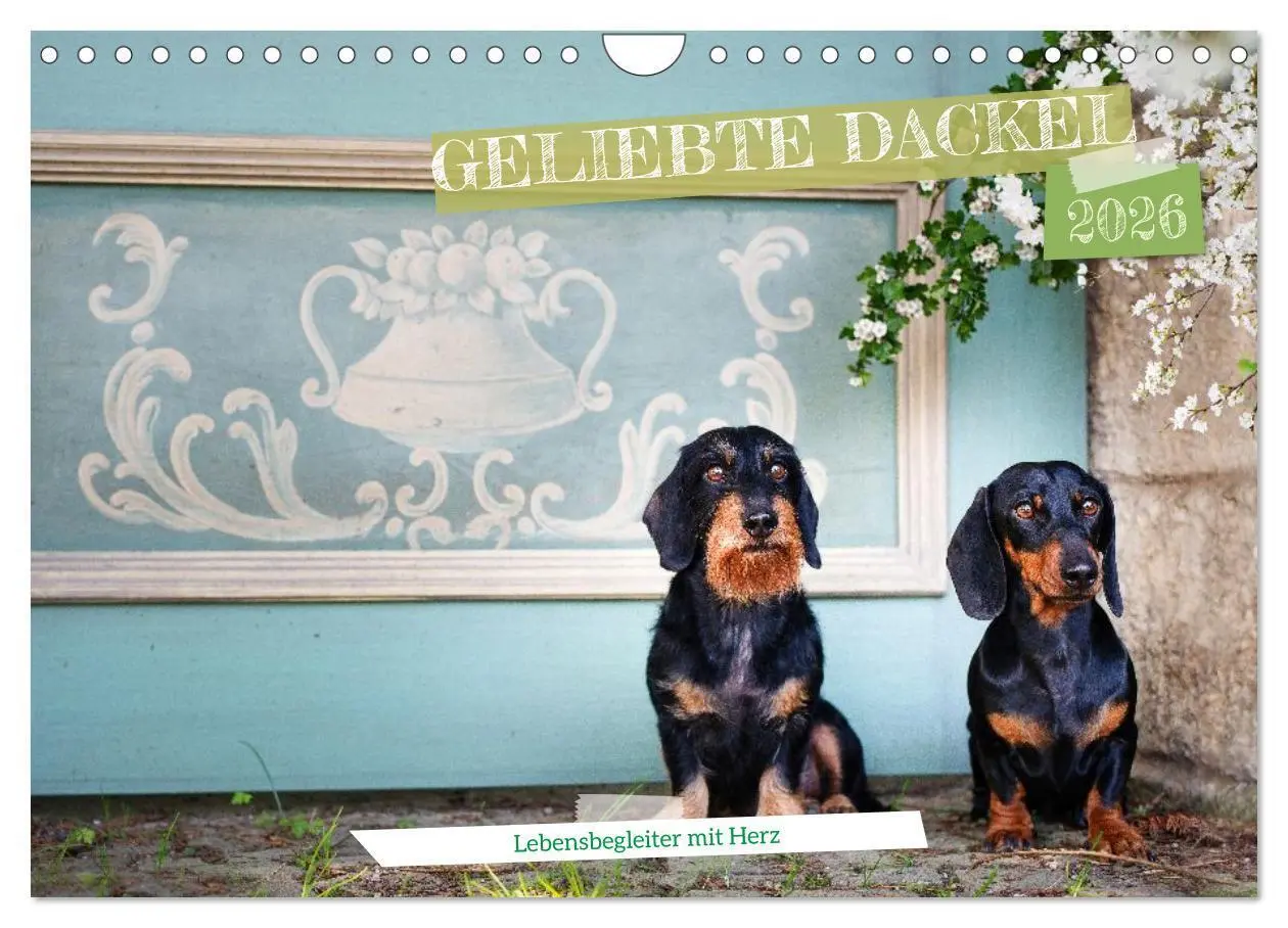 Cover: 9783516665550 | Geliebte Dackel (Wandkalender 2026 DIN A4 quer), CALVENDO...