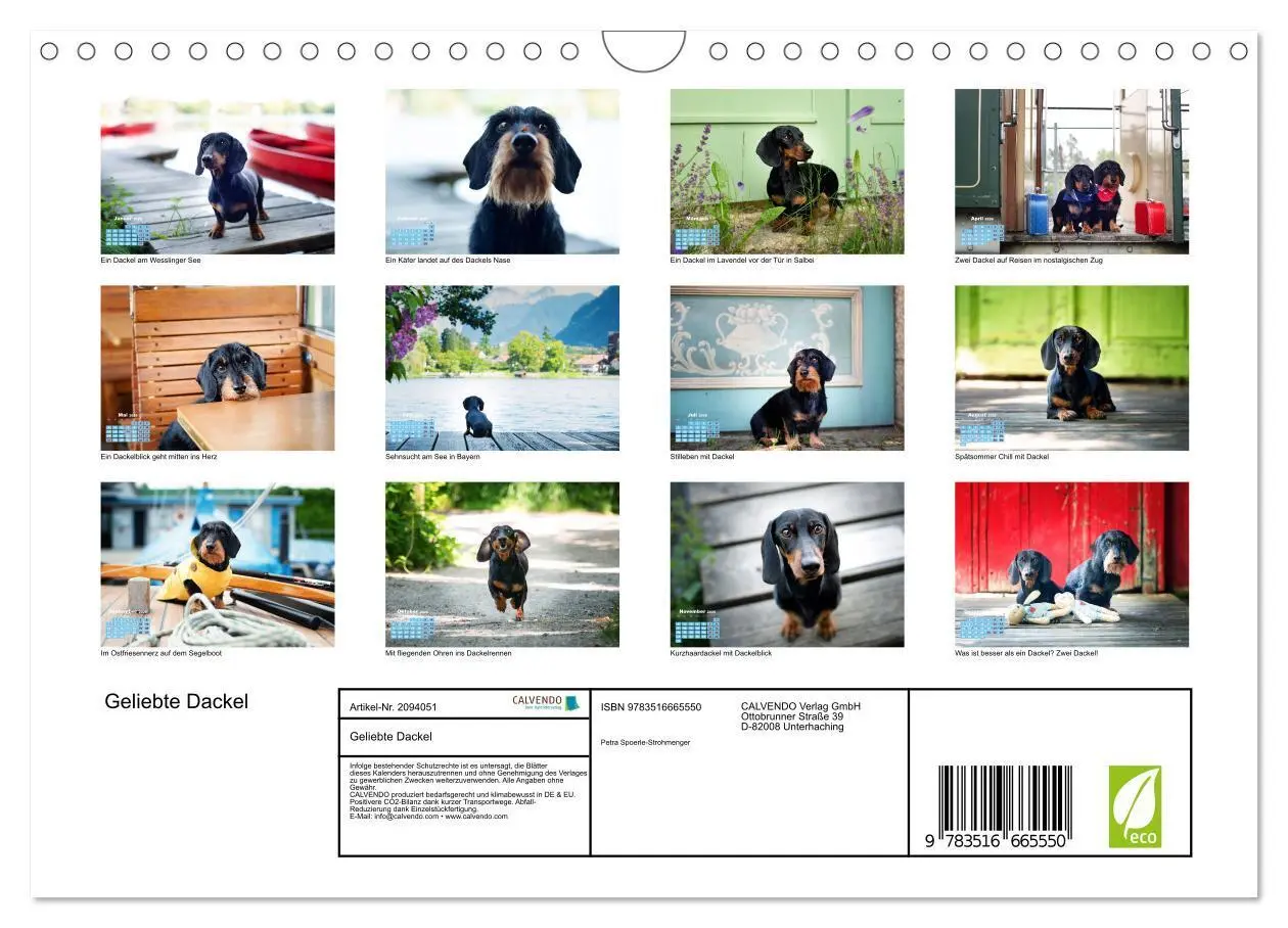 Bild: 9783516665550 | Geliebte Dackel (Wandkalender 2026 DIN A4 quer), CALVENDO...