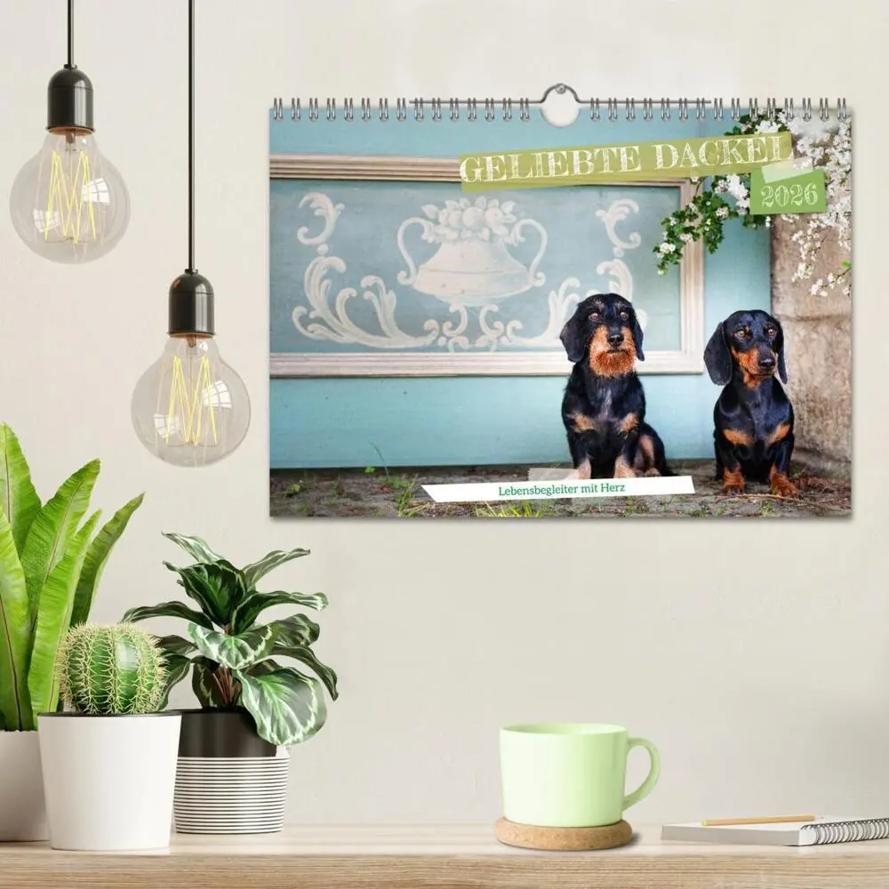 Bild: 9783516665550 | Geliebte Dackel (Wandkalender 2026 DIN A4 quer), CALVENDO...