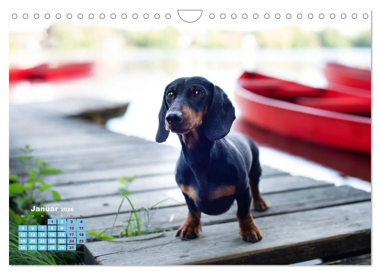 Bild: 9783516665550 | Geliebte Dackel (Wandkalender 2026 DIN A4 quer), CALVENDO...
