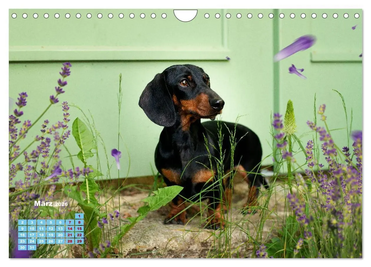 Bild: 9783516665550 | Geliebte Dackel (Wandkalender 2026 DIN A4 quer), CALVENDO...