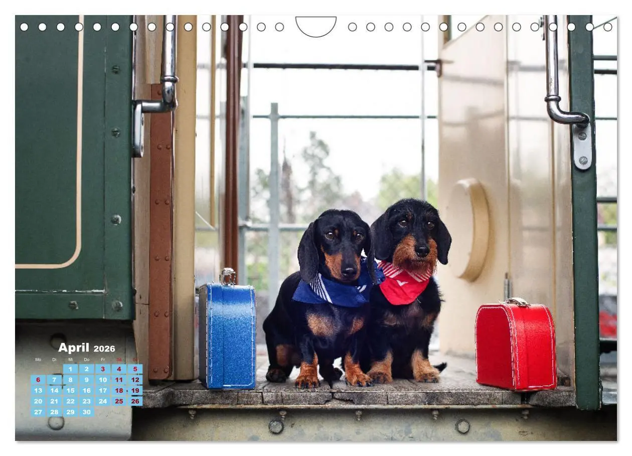 Bild: 9783516665550 | Geliebte Dackel (Wandkalender 2026 DIN A4 quer), CALVENDO...