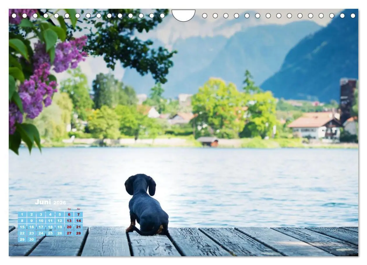 Bild: 9783516665550 | Geliebte Dackel (Wandkalender 2026 DIN A4 quer), CALVENDO...
