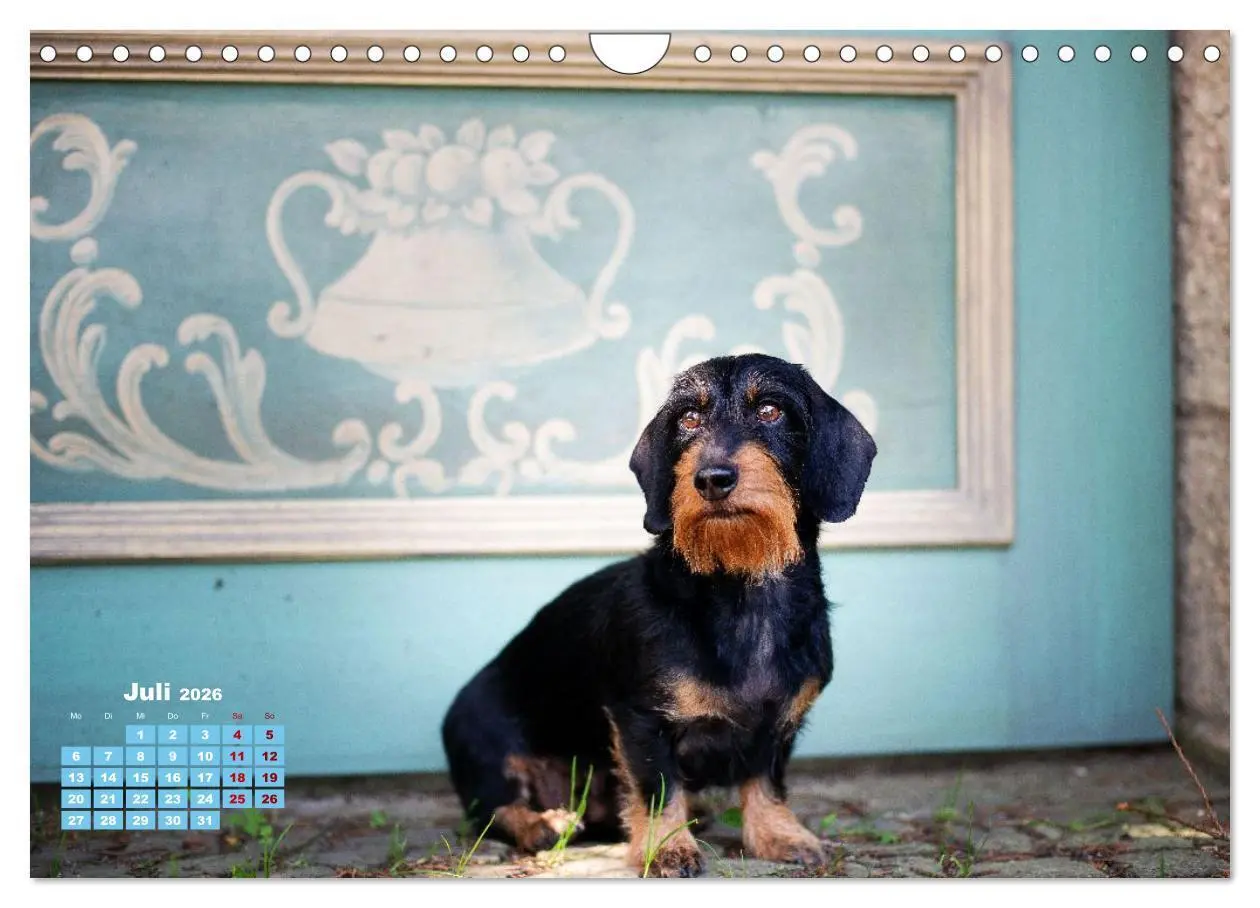 Bild: 9783516665550 | Geliebte Dackel (Wandkalender 2026 DIN A4 quer), CALVENDO...