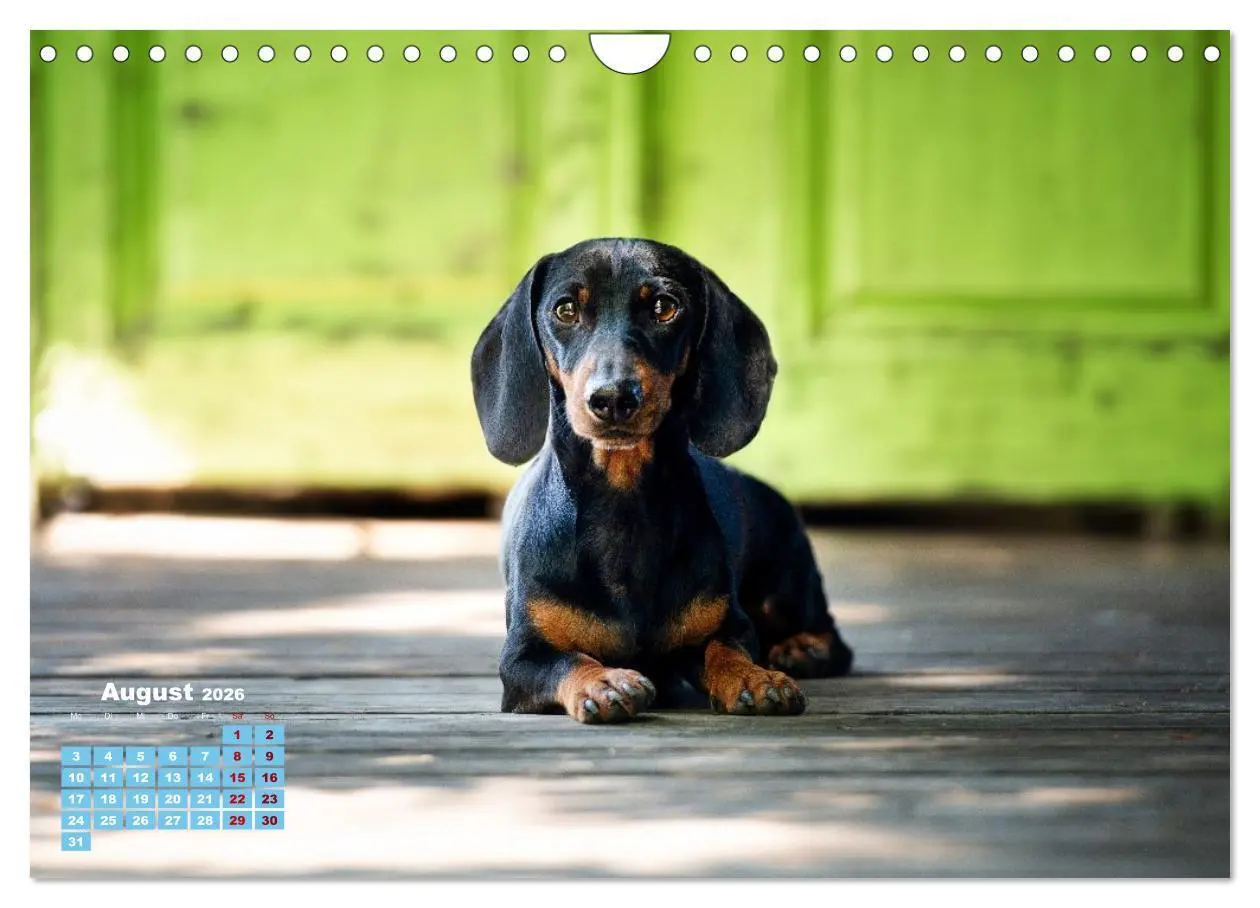 Bild: 9783516665550 | Geliebte Dackel (Wandkalender 2026 DIN A4 quer), CALVENDO...