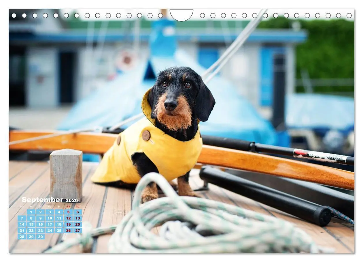 Bild: 9783516665550 | Geliebte Dackel (Wandkalender 2026 DIN A4 quer), CALVENDO...