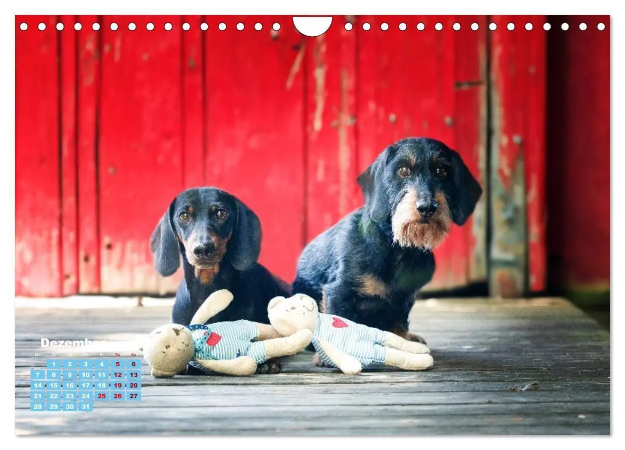 Bild: 9783516665550 | Geliebte Dackel (Wandkalender 2026 DIN A4 quer), CALVENDO...