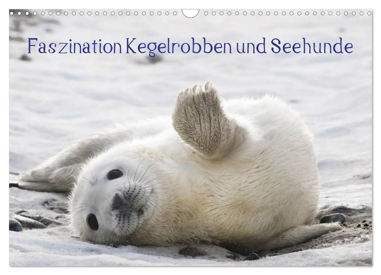 Cover: 9783594025550 | Faszination Kegelrobben und Seehunde 2027 (Wandkalender 2027 DIN A3...