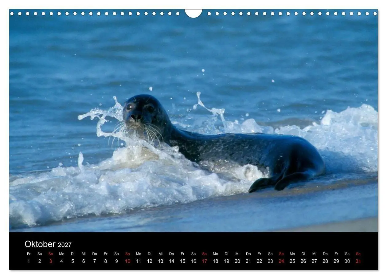 Bild: 9783594025550 | Faszination Kegelrobben und Seehunde 2027 (Wandkalender 2027 DIN A3...