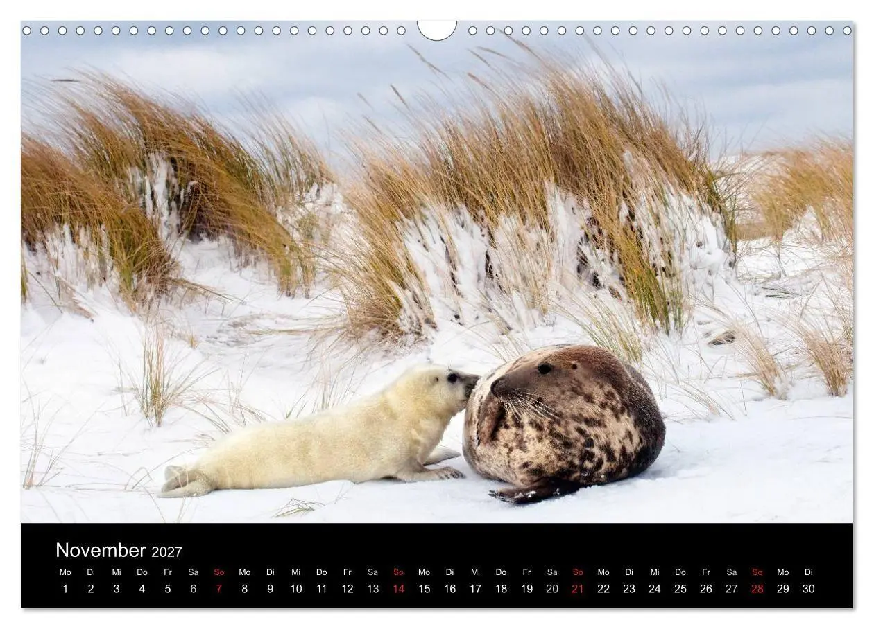Bild: 9783594025550 | Faszination Kegelrobben und Seehunde 2027 (Wandkalender 2027 DIN A3...