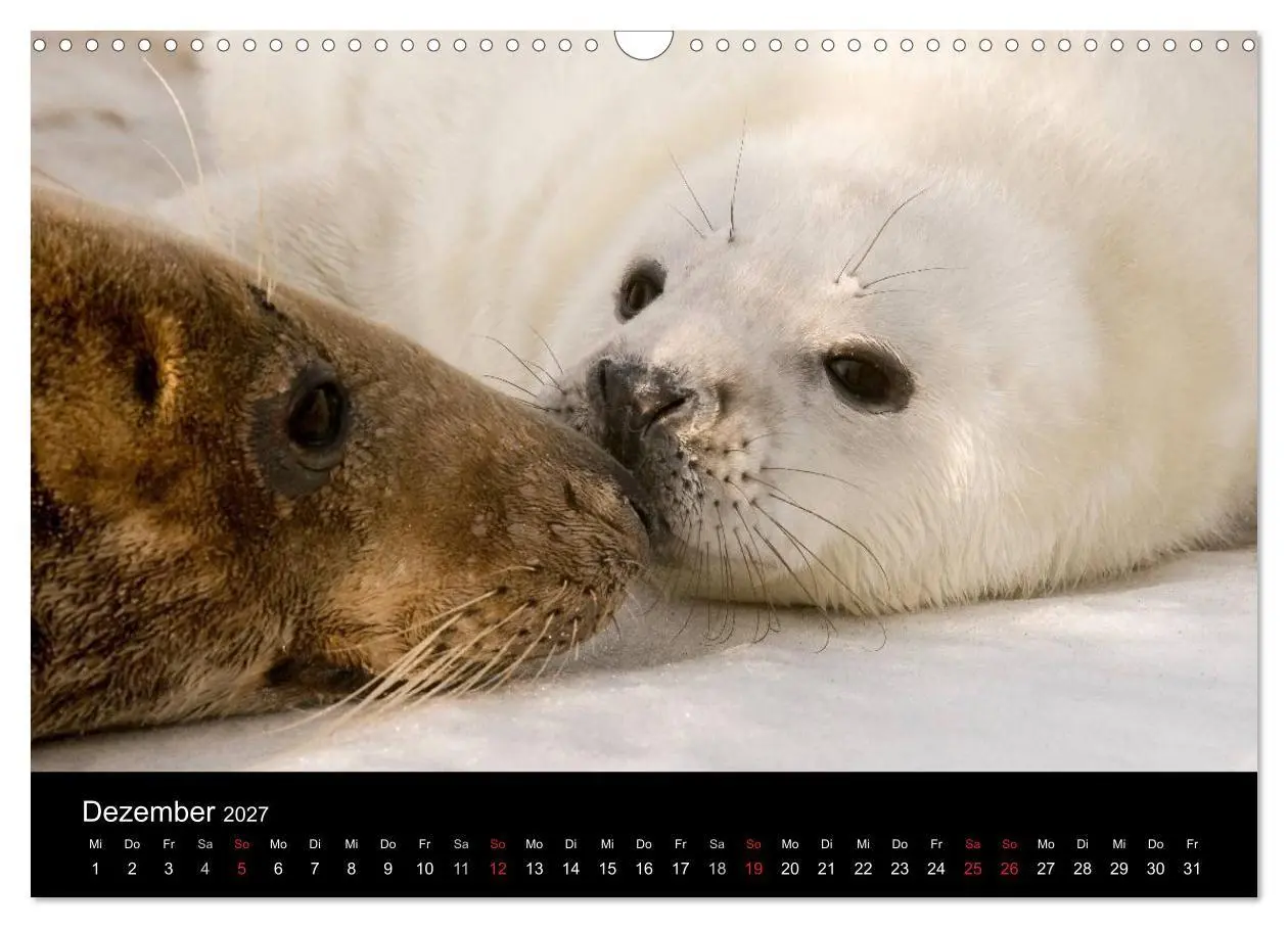 Bild: 9783594025550 | Faszination Kegelrobben und Seehunde 2027 (Wandkalender 2027 DIN A3...