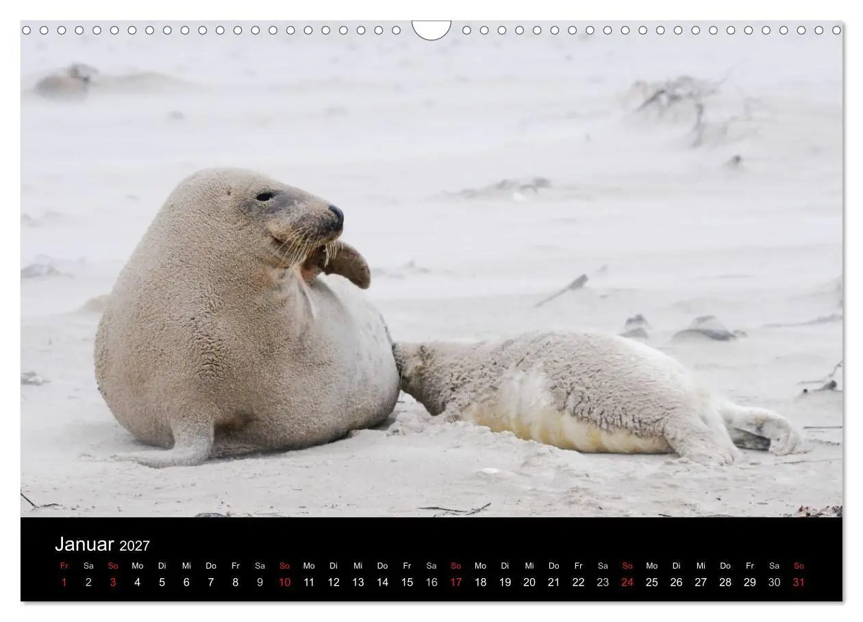 Bild: 9783594025550 | Faszination Kegelrobben und Seehunde 2027 (Wandkalender 2027 DIN A3...