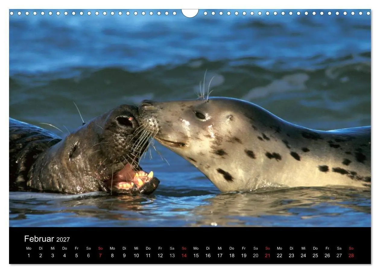 Bild: 9783594025550 | Faszination Kegelrobben und Seehunde 2027 (Wandkalender 2027 DIN A3...