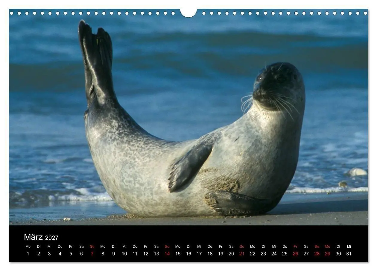 Bild: 9783594025550 | Faszination Kegelrobben und Seehunde 2027 (Wandkalender 2027 DIN A3...