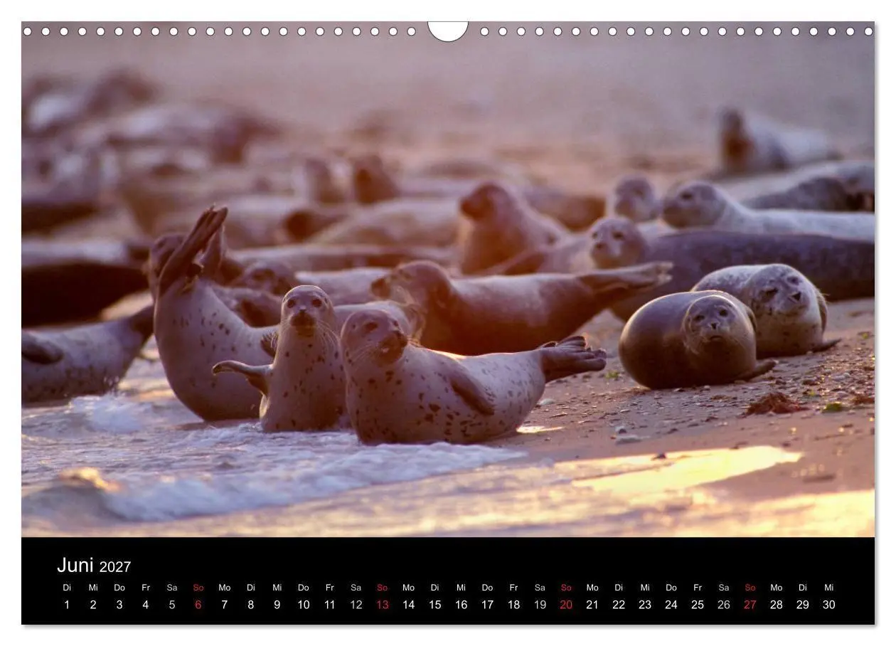 Bild: 9783594025550 | Faszination Kegelrobben und Seehunde 2027 (Wandkalender 2027 DIN A3...