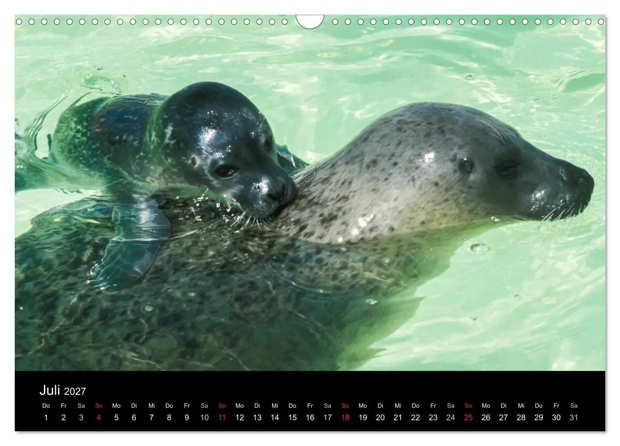Bild: 9783594025550 | Faszination Kegelrobben und Seehunde 2027 (Wandkalender 2027 DIN A3...