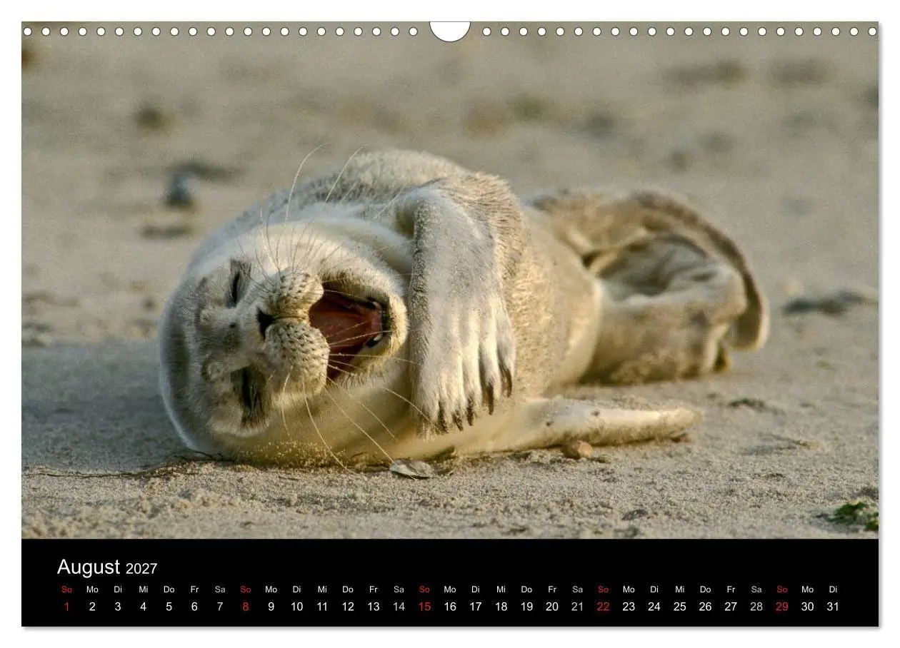 Bild: 9783594025550 | Faszination Kegelrobben und Seehunde 2027 (Wandkalender 2027 DIN A3...