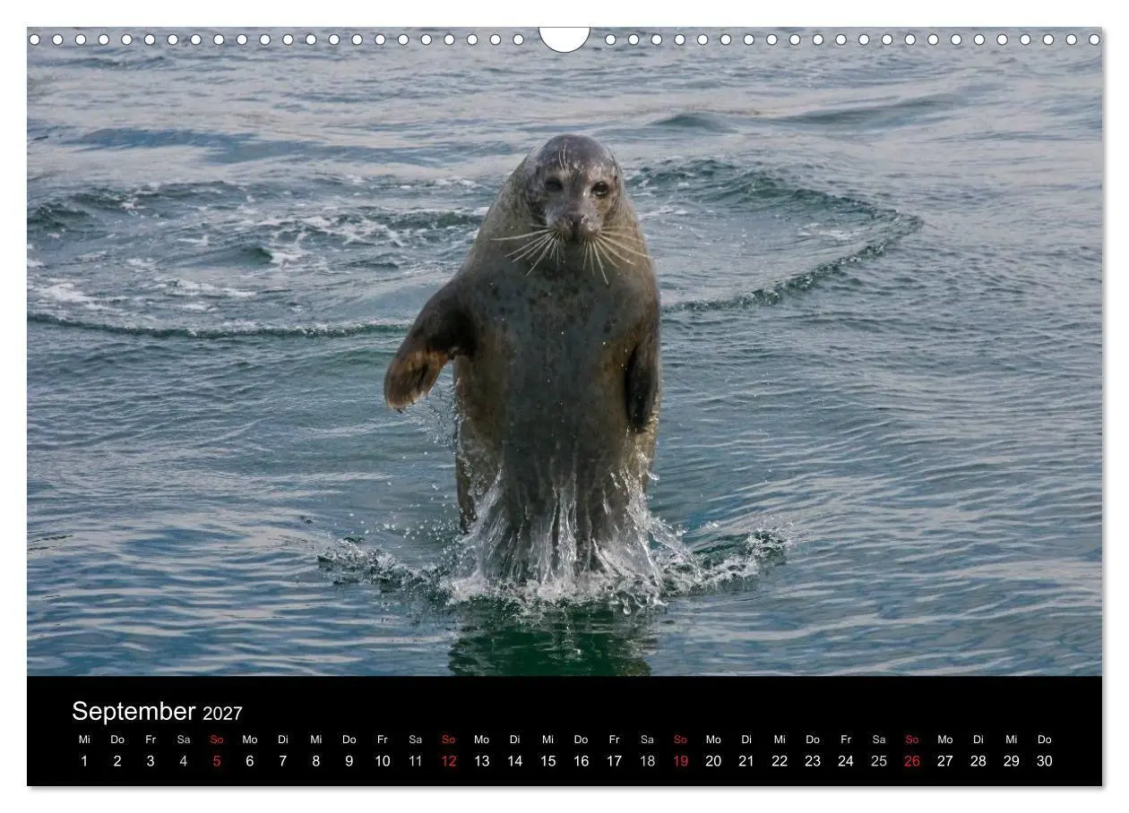 Bild: 9783594025550 | Faszination Kegelrobben und Seehunde 2027 (Wandkalender 2027 DIN A3...