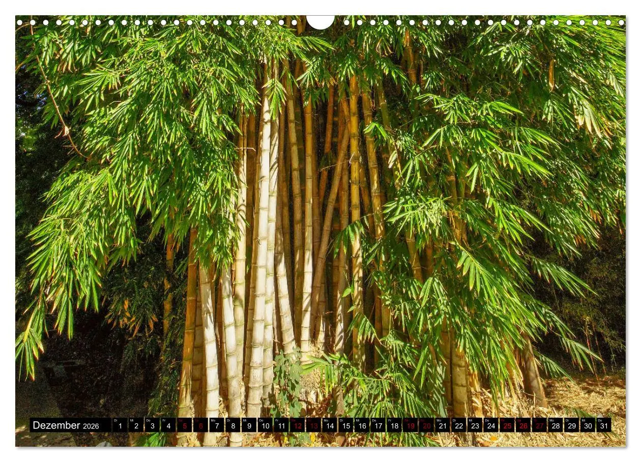 Bild: 9783457875650 | Botanischer Garten Palermo (Wandkalender 2026 DIN A3 quer),...