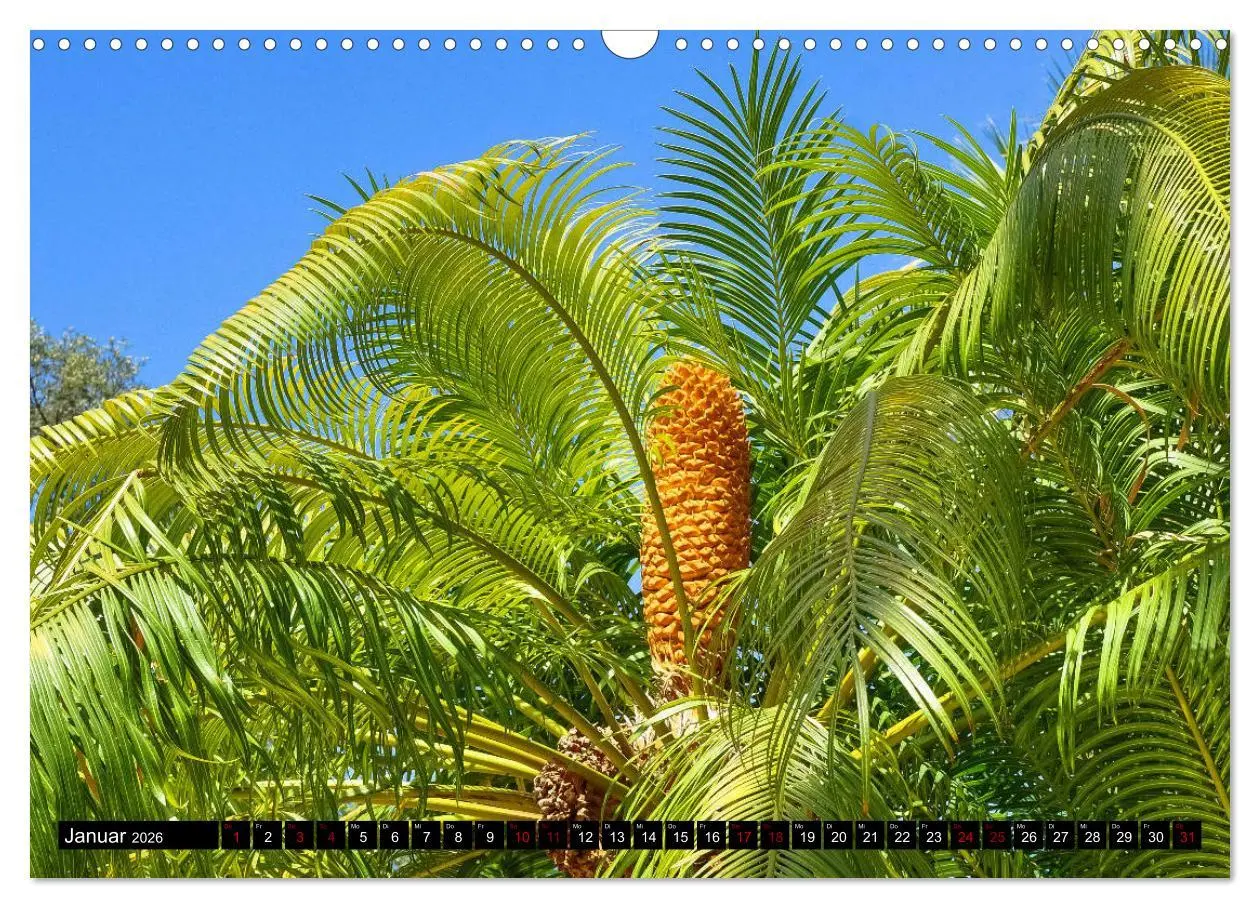 Bild: 9783457875650 | Botanischer Garten Palermo (Wandkalender 2026 DIN A3 quer),...