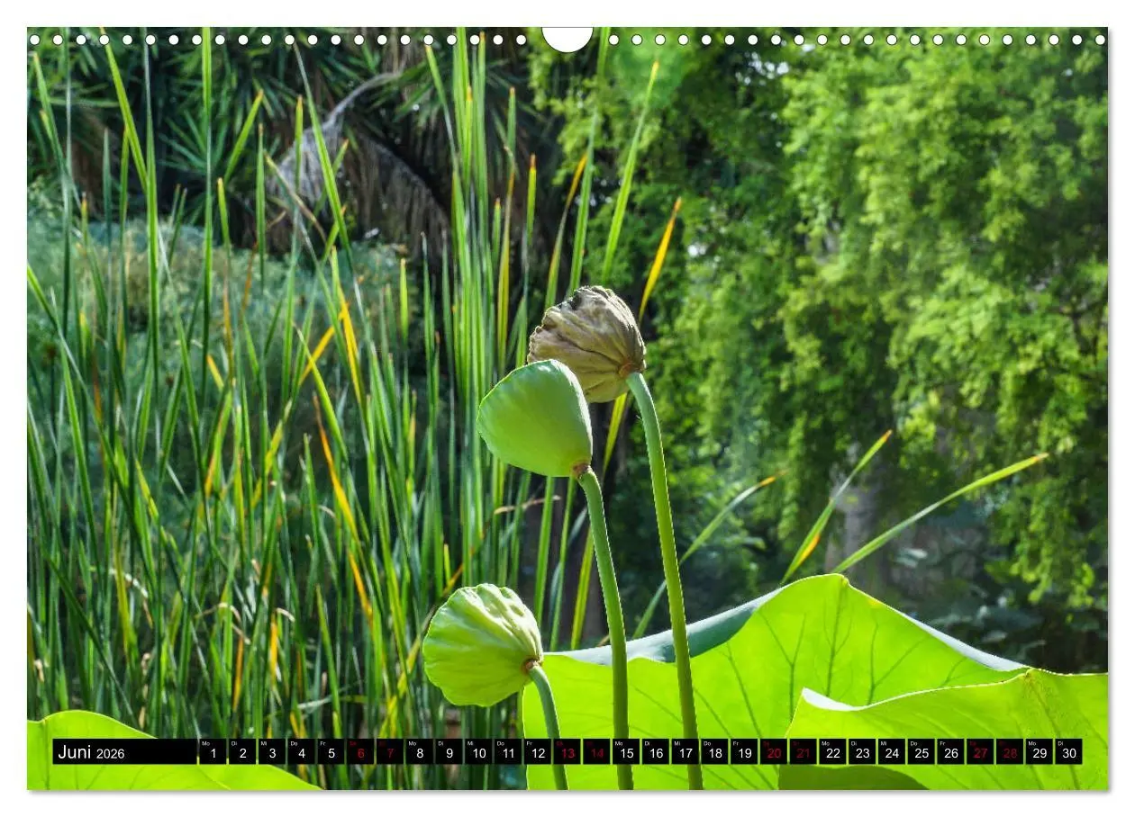 Bild: 9783457875650 | Botanischer Garten Palermo (Wandkalender 2026 DIN A3 quer),...