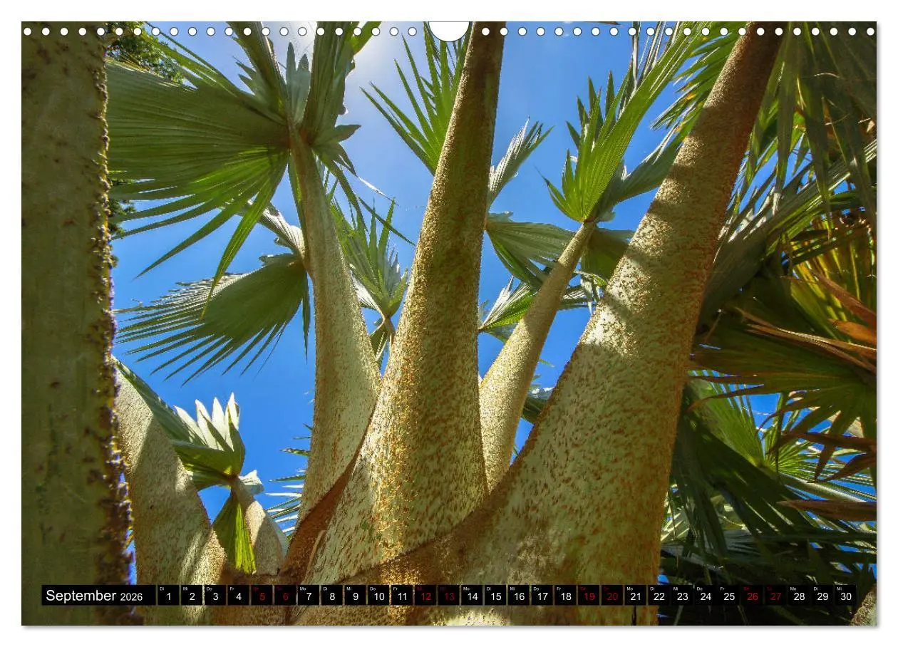 Bild: 9783457875650 | Botanischer Garten Palermo (Wandkalender 2026 DIN A3 quer),...