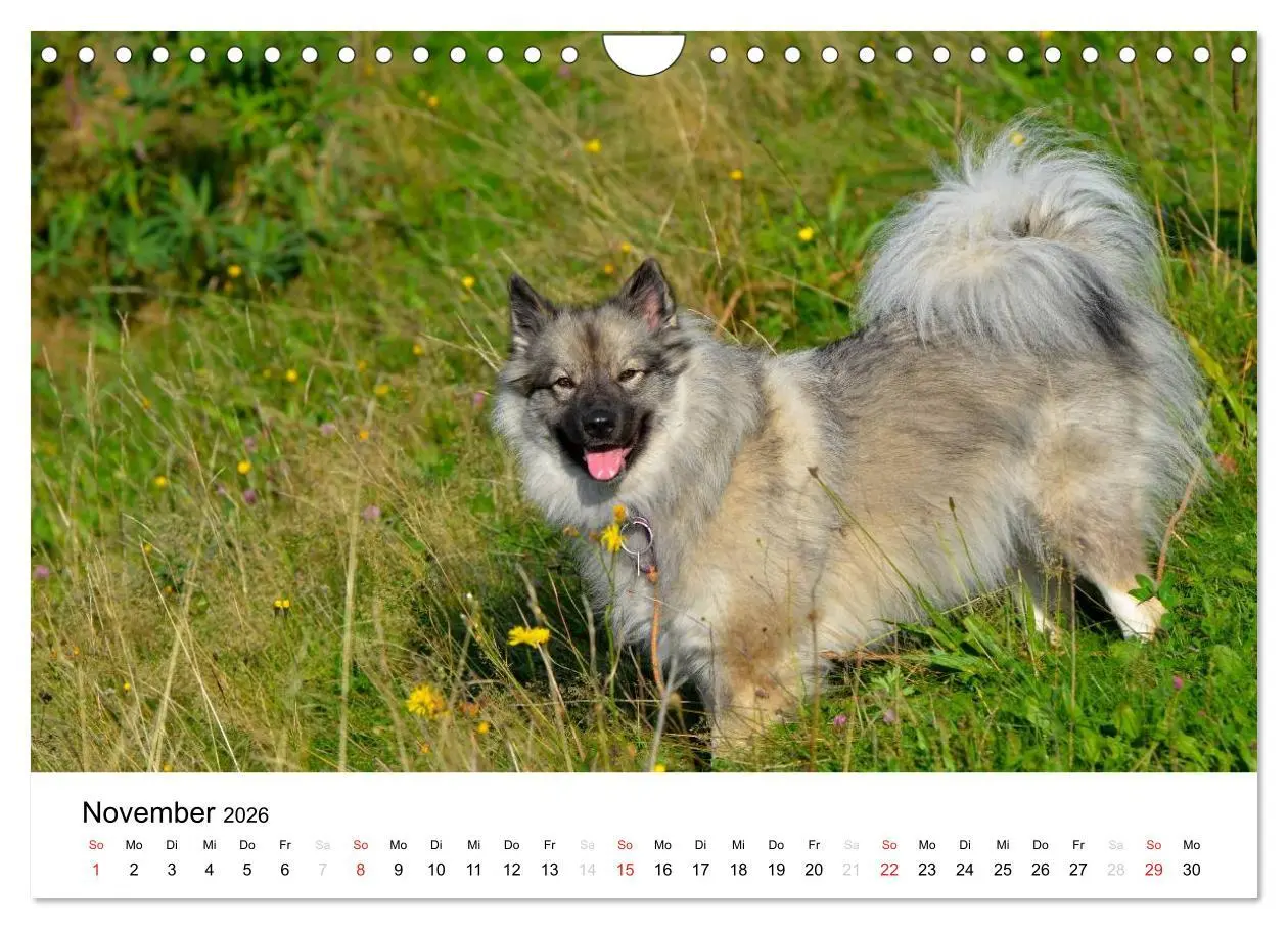 Bild: 9783516195750 | Der Wolfsspitz (Wandkalender 2026 DIN A4 quer), CALVENDO...